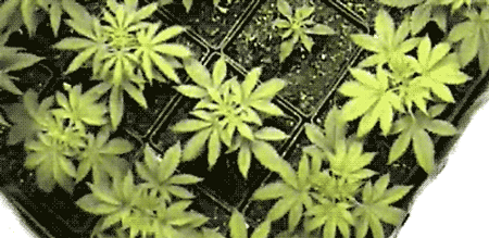 Can Marijuana Increase Sexual Desire?