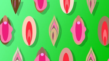 Vulva Facts